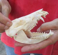 Opossum Skull 5 inches long and 2-1/4 inches wide - You are buying the skull pictured for $40 