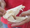 Opossum Skull 5 inches long and 2-1/4 inches wide - You are buying the skull pictured for $40 