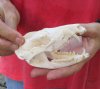 Opossum Skull 5 inches long and 2-1/2 inches wide - You are buying the skull pictured for $40 (damage to back of skull)