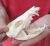 Opossum Skull 4-1/2 inches long and 2-1/4 inches wide - You are buying the skull pictured for $40 