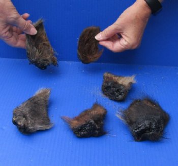 6 piece lot of Wild Boar ears measuring 3-1/2 to 5 inches long - $5