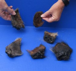 6 piece lot of Wild Boar ears measuring 3-1/2 to 5 inches long - $5