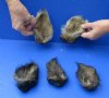 5 piece lot of Wild Boar ears measuring 4-1/2 to 5 inches long - You are buying the lot of ears pictured for $20