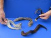 4 piece lot of Wild Boar tails measuring 10 to 14 inches long - You are buying the lot of tails pictured for $15