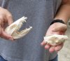 #2 Grade - 2 piece lot of Opossum Skulls, 3-1/2 inches long - You are buying the skulls pictured for $30.00 