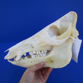 11" Wild Boar Skull - $50
