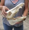 11 inch wild boar skull, commercial grade - You are buying the skull pictured for $50 (brown stain)