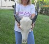 Indian Water Buffalo Skull with horns measuring 16 to 17 inches (measured around the curve of the horn) You will receive the one pictured for $95.00 (putty repairs)