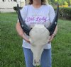 Indian Water Buffalo Skull with horns measuring 15 to 16 inches (measured around the curve of the horn) You will receive the one pictured for $95.00