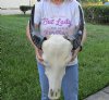 Indian Water Buffalo Skull with horns measuring 15 and 16 inches (measured around the curve of the horn) You will receive the one pictured for $95.00 (putty repairs and loose horns)