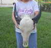 Indian Water Buffalo Skull with horns measuring 14 inches (measured around the curve of the horn) You will receive the one pictured for $95.00 (putty repairs and loose horns)