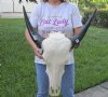 Indian Water Buffalo Skull with horns measuring 15 inches (measured around the curve of the horn) You will receive the one pictured for $95.00 (putty repairs, holes)