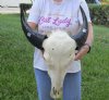 Indian Water Buffalo Skull with horns measuring 15 inches (measured around the curve of the horn) You will receive the one pictured for $90.00 (putty repairs, hole and loose horns)