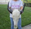 Indian Water Buffalo Skull with horns measuring 14 inches (measured around the curve of the horn) You will receive the one pictured for $95.00 (putty repairs, hole)