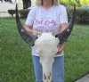 Indian Water Buffalo Skull with horns measuring 18 and 19 inches (measured around the curve of the horn) You will receive the one pictured for $100.00 (putty repairs)