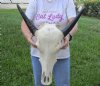 Indian Water Buffalo Skull with horns measuring 10 and 11 inches (measured around the curve of the horn) You will receive the one pictured for $95.00 (putty repairs)