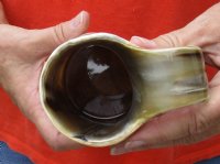 Polished Buffalo Horn Mug, Cow Horn Mug with wood base/bottom measuring approximately 7 inches tall. For sale for r $27