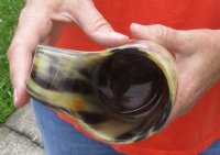 Polished buffalo horn mug with wood base/bottom measuring approximately 7 inches tall. You are buying the horn mug pictured for $27