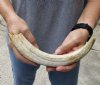 #2 Grade 11 inch Warthog Tusk, Warthog Ivory from African Warthog (You are buying the discounted/damaged tusk in the photo) for $30 