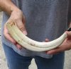 #2 Grade 10 inch Warthog Tusk, Warthog Ivory from African Warthog (You are buying the discounted/damaged tusk in the photo) for $25 
