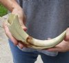 #2 Grade 10 inch Warthog Tusk, Warthog Ivory from African Warthog (You are buying the discounted/damaged tusk in the photo) for $25 
