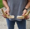 Matching pair of 8-1/2 and 9 inch Warthog Tusks, Warthog Ivory from African Warthog (You are buying the tusks in the photo) for $55/pair