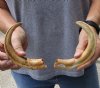 Matching pair of 8-1/2 and 9 inch Warthog Tusks, Warthog Ivory from African Warthog (You are buying the tusks in the photo) for $55/pair