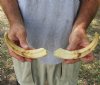 Matching pair of 8 inch Warthog Tusks, Warthog Ivory from African Warthog (You are buying the tusks in the photo) for $47/pair