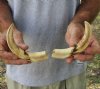 Matching pair of 7 inch Warthog Tusks, Warthog Ivory from African Warthog (You are buying the tusks in the photo) for $29/pair