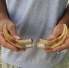 Matching pair of 6 inch Warthog Tusks, Warthog Ivory from African Warthog (You are buying the tusks in the photo) for $23/pair