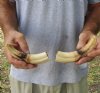 Matching pair of 6 inch Warthog Tusks, Warthog Ivory from African Warthog (You are buying the tusks in the photo) for $23/pair