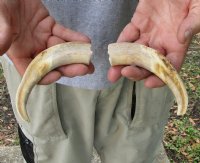 Matching pair of 6 inch Warthog Tusks, Warthog Ivory from African Warthog for $23/pair