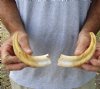 Matching pair of 7 inch Warthog Tusks, Warthog Ivory from African Warthog (You are buying the tusks in the photo) for $29/pair