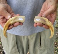 Matching pair of 6 inch Warthog Tusks, Warthog Ivory from African Warthog for $23/pair