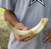 HUGE 12 inch Warthog Tusk, Warthog Ivory from African Warthog (You are buying the tusk in the photo) for $75
