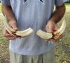 Matching pair of 10 inch Warthog Tusks, Warthog Ivory from African Warthog (You are buying the tusks in the photo) for $95/pair