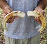 Matching pair of 10 inch Warthog Tusks, Warthog Ivory from African Warthog (You are buying the tusks in the photo) for $95/pair