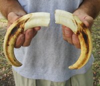 Matching pair of 10 inch Warthog Tusks, Warthog Ivory from African Warthog for $95/pair