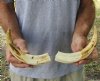 Matching pair of 9-3/4 and 10 inch Warthog Tusks, Warthog Ivory from African Warthog (You are buying the tusks in the photo) for $85/pair
