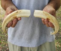 Matching pair of 9-1/2 and 10 inch Warthog Tusks, Warthog Ivory from African Warthog (You are buying the tusks in the photo) for $85/pair