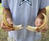 Matching pair of 10 and 11 inch Warthog Tusks, Warthog Ivory from African Warthog (You are buying the tusks in the photo) for $100/pair