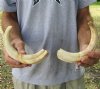 Matching pair of 11 inch Warthog Tusks, Warthog Ivory from African Warthog (You are buying the tusks in the photo) for $115/pair