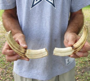 Matching pair of 9 inch Warthog Tusks, Warthog Ivory from African Warthog for $59/pair