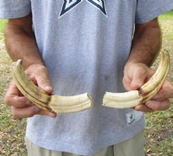 Matching pair of 9 inch Warthog Tusks, Warthog Ivory from African Warthog for $59/pair