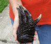 One Preserved Florida Alligator Foot/Feet for sale 7 inches long - you are buying the foot pictured for $25