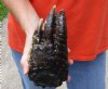 One Preserved in formaldehyde Florida Alligator Foot/Feet for sale 8 inches long - you are buying the foot pictured for $30