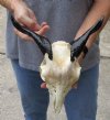 Goat skull from India with horns 5 inches and skull 8" - You are buying the one in the photo for $70
