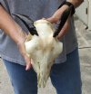 Goat skull from India with horns 5 inches and skull 8" - You are buying the one in the photo for $70