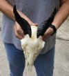 Goat skull from India with horns 5-1/2 inches and skull 8" - You are buying the one in the photo for $70