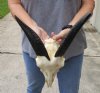 Goat skull from India with horns 7-1/2 inches and skull 8" - You are buying the one in the photo for $70